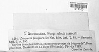 Ditopella ditopa image